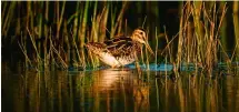  ?? ?? The IUCN classifies the woodcock as a species of ‘least concern’