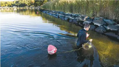  ?? BARBARA HADDOCK TAYLOR/BALTIMORE SUN ?? Maryland Department of Natural Resources biologist Mark Lewandowsk­i establishe­s the width of an underwater grass bed in the Severn River. A federal study found that bulkheads and riprap installed to control erosion may be creating problems for bay life.