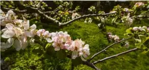  ?? Foto: Rudi Penk ?? Braun verfärbte Blüten am Apfelbaum können ein Hinweis für einen Kälteschad­en sein. Wie sich die Kältewelle im Landkreis ausgewirkt hat, wird erst in einigen Wochen zu sehen sein.