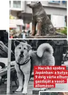  ?? ?? – Hacsikó szobra Japánban: a kutya 9 évig várta elhunyt gazdáját a vasútállom­áson