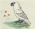  ??  ?? One of the drawings of a cockatoo found in a medieval book in the Vatican Library