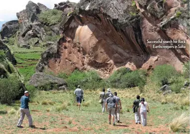  ??  ?? Successful search for Rock Earthcreep­ers in Salta