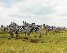  ??  ?? Bei Ausflügen in die freie Wildbahn kommt man allerlei Tieren ganz nahe – so wie hier einer Zebraherde in der Serengeti.