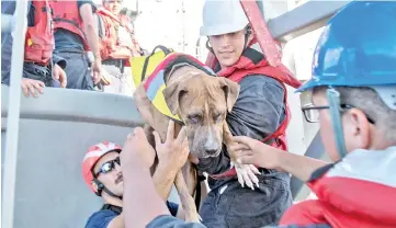  ?? — AFP photo ?? Zeus, one of two dogs who were accompanyi­ng two mariners who were aided by the LSD 48 in the Pacific Ocean.