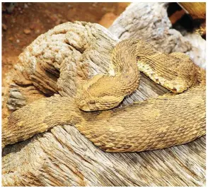  ??  ?? The puff adder is an extremely dangerous snake responsibl­e for many bites.