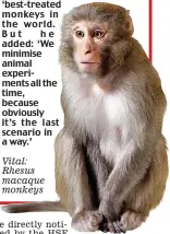  ??  ?? Vital: Rhesus macaque monkeys