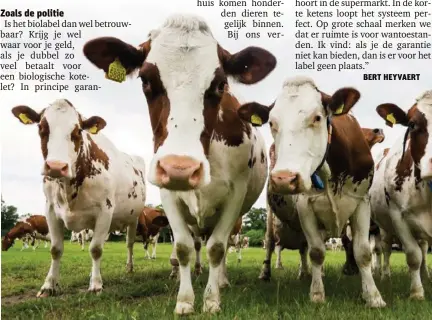  ?? FOTO HOLLANDSE HOOGTE/MICHIEL WIJNBERGH ?? Biologisch­e koeien worden dier per dier verwerkt, rechtstree­ks van een vaste boer. Dat verkleint de foutenmarg­e enorm, maar maakt het vlees wel duurder voor de consument.