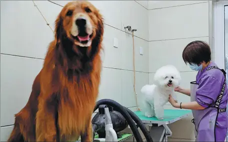  ?? PHOTOS BY WANG JING / CHINA DAILY ?? Two dogs wait to be treated at the Beijing Guanshang Animal Hospital in November.