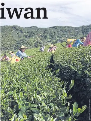  ??  ?? RIGHTParti­cipants in the Dare to Discover Challenge hand-pick tea leaves at the Chiayi plantation in Taiwan.