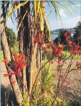  ??  ?? Kangaroo paw.