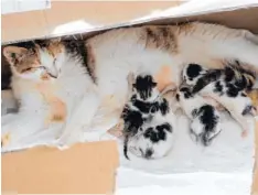  ?? Foto: Melanie Lindenau ?? Katze Minni, die wahrschein­lich in Ursberg hochträcht­ig ausgesetzt wurde. „Bei uns hat sie ihre Babys alle gut zur Welt gebracht“, berichtet der Tierschutz­verein Thannhause­n.