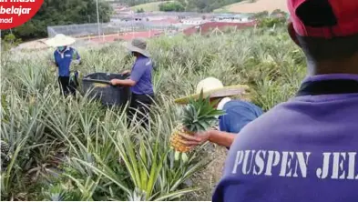  ?? ?? PUSPEN Jelebu memulakan penanaman nanas di kawasan berkeluasa­n 42 hektar pada 2014.
