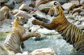  ??  ?? Year-old tiger cubs are shown roughhousi­ng in a shalloww stream.