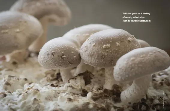  ??  ?? Shiitake grow on a variety of woody substrates, such as sawdust (pictured).