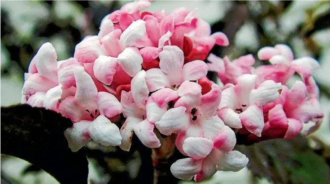  ?? PHOTOS: KERRY CARMAN/ STUFF ?? Winter-flowering virburnums thrive in welldraine­d moist soil in sun or part shade.