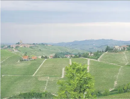  ?? BILL ZACHARKIW ?? The region of Piedmont, where the barbera grape is starting to more equally share the stage with nebbiolo.