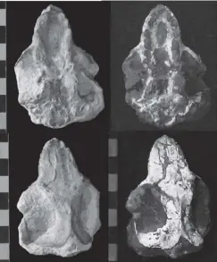  ?? Photo: Utah Department of Natural ResourcesC ?? Views of the skull of Cifelliodo­n, a new dinosaur species.