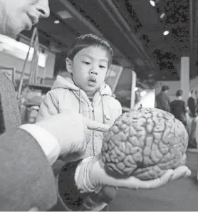 ?? MICHAEL CLANCY/FOR THE TENNESSEAN ?? David Ho, 3, looks at a real human brain at the Cumberland Science Museum on March 4, 2000, as part of Brain Awareness Month.
