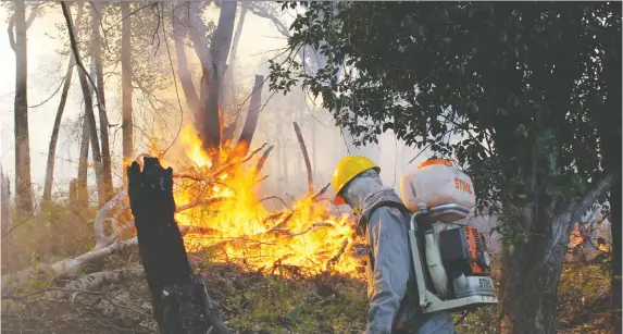  ?? PHOTOS: TERRENCE MCCOY/FOR THE WASHINGTON POST ?? Alliance Brigade leader Edimar Santos Abreu uses a blower to create a fire break around the flames in Brazil’s Araguaia State Park.