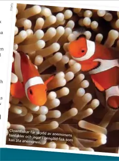 ?? ©Getty ?? Clownfiska­r får skydd av anemonens tentakler och jagar i gengäld fisk som kan äta anemonen.