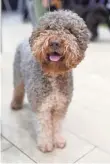  ?? JAMIE MCCARTHY, GETTY IMAGES ?? Lagotto Romagnolo is an ancient breed with Italian roots.