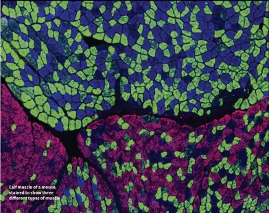  ??  ?? Calf muscle of a mouse, stained to show three different types of muscle