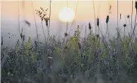  ?? SHELLEY CORNES ?? Sunrise through the wildflower­s by Shelley Cornes