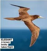 ?? ?? ELEGANT A brown booby takes flight