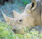  ??  ?? FRESH APPROACH: Legal harvesting of rhino horn has been proposed to protect the animals