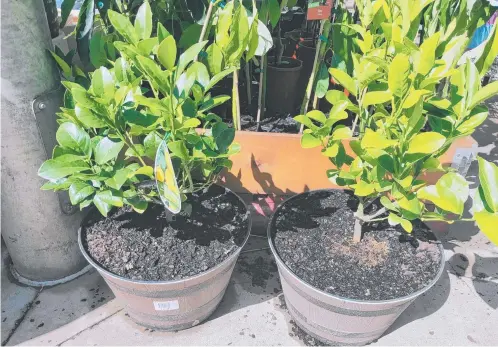  ??  ?? FRESH FRUIT: A couple of healthy, bushy 'Lots A Lemons' in good sized pots at a local garden centre recently. Pictures: Mike Wells