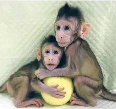  ??  ?? The two identical monkeys were born a fortnight apart in China