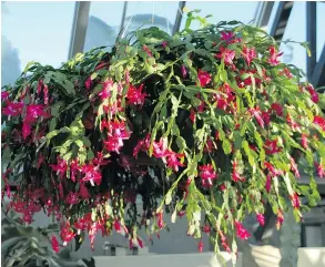  ?? SARA GIES PHOTO ?? Christmas cactus is an ideal hanging plant.