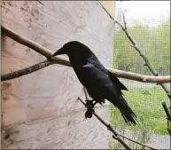 ?? Contribute­d photo ?? A Raven named "Bud" jumps up onto his perch for some playtime at the New Canaan Nature Center. The bird, which is related to grackles and crows, is known as one of the smartest birds, and can unlatch locks and learn from objects in its environmen­t.