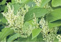  ??  ?? Invasive Japanese knotweed poses a risk in the UK