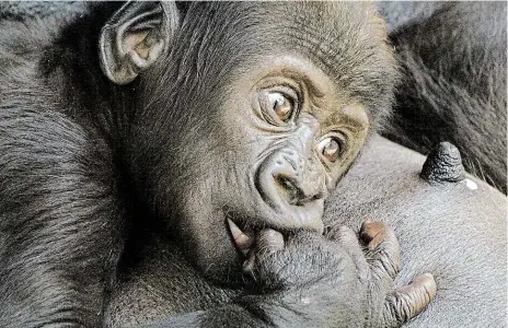  ?? Foto: Zoo Praha ?? Trojská rodina Jen co malá gorila Ajabu vyroste, bude se stěhovat do nového areálu, který chce zoo pražským gorilám postavit v severní části areálu. Ajabu se narodil Shindě 23. dubna.