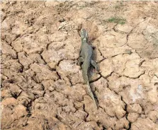  ?? REUTERS ?? AN ALLIGATOR is seen in a pond that is not receiving water from the Pilcomayo river, on the border between Paraguay and Argentina. Scientists say greenhouse gases have exacerbate­d the drying trend in South America. |