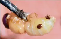  ?? Foto: Uli Deck, dpa ?? Varroa Milben töten jährlich allein in Deutschlan­d zehntausen­de Honigbiene­n und deren Larven.