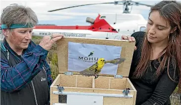  ??  ?? Mohua Species Recovery Group representa­tive Linda Cook and Catlins representa­tive Madison Leith, of Nga¯i Tahu, releases one of the threatened mo¯ hua on Whenua Ho¯ u on Tuesday. BARRY HARCOURT