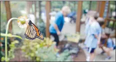  ?? (NWA Democrat-Gazette File Photo/David Gottschalk) ?? A monarch butterfly rests on a flower as JoAnn McKim, a volunteer at the Botanical Garden of the Ozarks, speaks with third-grade students from The New School during Butterfly Days 2018 at the garden in Fayettevil­le. First- through third-grade students participat­ed in the four-day event that correspond­ed with science and biology curriculum at the school and featured seven education stations about butterflie­s.