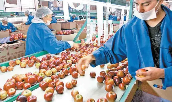  ?? HÉCTOR TÉLLEZ ?? México produce 80 por ciento del consumo nacional de manzana.