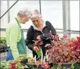  ?? STACI VANDAGRIFF/TRILAKES EDITION ?? Marty Lynch, left, and Carol Scrivner, both of Hot Springs, discuss one of the plants being stored at the Lake Hamilton High School greenhouse prior to Saturday’s Garland County Master Gardeners Plant Sale and Garden Show at the Garland County Fairground­s.