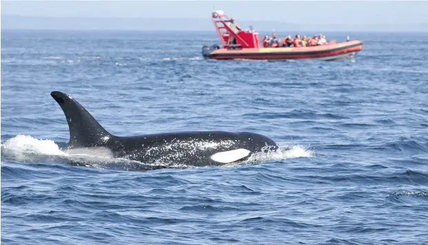  ?? GETTY IMAGES ?? Southern resident orcas have benefited from U. S. regulation­s that limit vessel noise and traffic around endangered killer whales, data has shown.