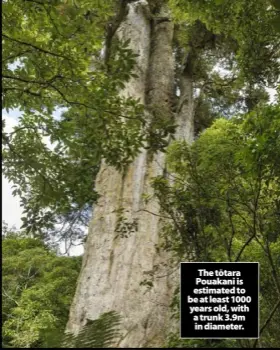  ??  ?? The tōtara Pouakani is estimated to be at least 1000 years old, with a trunk 3.9m in diameter.