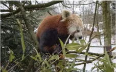  ??  ?? VARM PÄLS. Den röda pandan lever i ett liknande klimat som det vi har i Sverige, och den tjocka pälsen skyddar bra mot kyla.