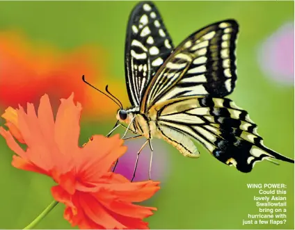  ?? Pictures: GETTY, ALAMY ?? WING POWER: Could this lovely Asian Swallowtai­l bring on a hurricane with just a few flaps?