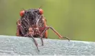  ?? AP FILE ?? A spectacula­r emergence of the 17-year periodic cicadas will happen in May, but not in Middle Tennessee.