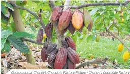  ??  ?? Cocoa pods at Charley’s Chocolate Factory. Picture / Charley’s Chocolate Factory