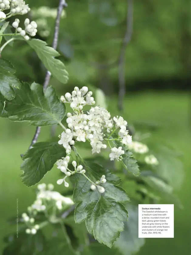  ??  ?? Sorbus intermedia