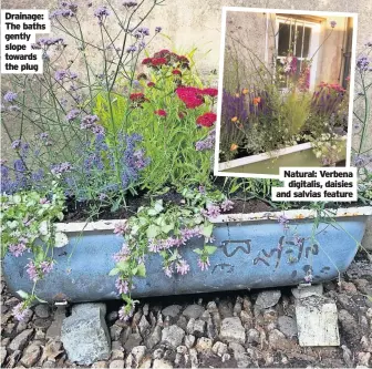  ?? ?? Drainage: The baths gently slope towards the plug
Natural: Verbena digitalis, daisies and salvias feature