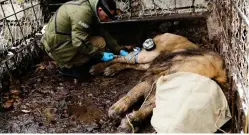  ?? ?? Rescue: The lion is moved to safety from his cramped cage